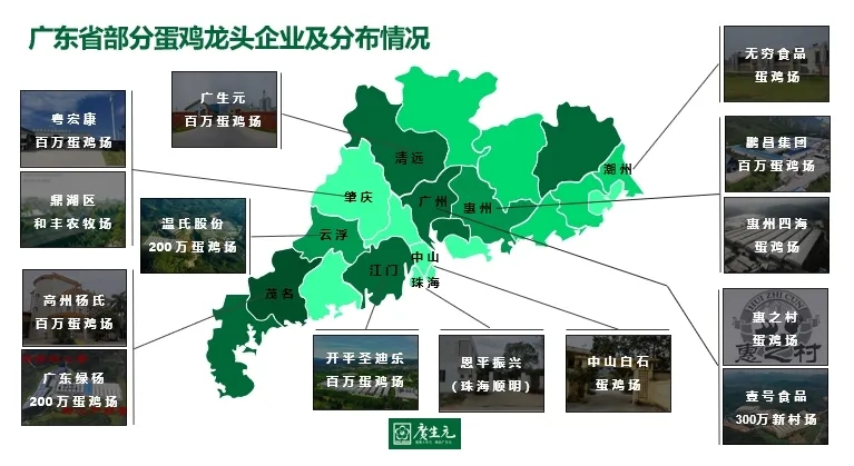 广东省蛋鸡养殖名单概览