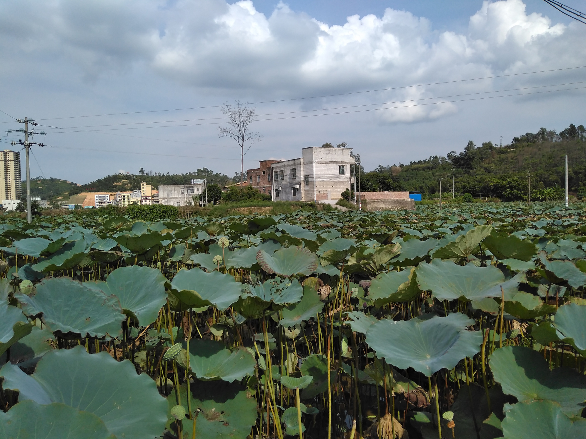 广东省高州市荷花镇的美丽风景与人文魅力